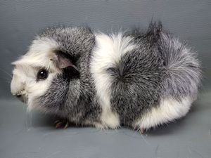 Bandit1 Bandit1