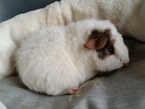 Bernerike 1 Bernerike 1