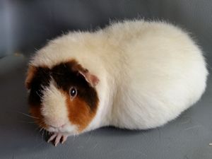 Ebbie1 Ebbie1