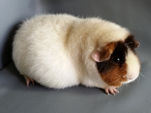 Ebbie b Ebbie b