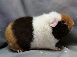Harlekin re
