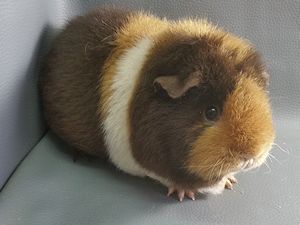Joanna Joanna