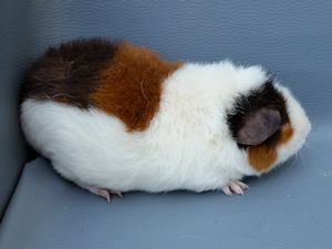 Mable Mable