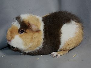Madel 2b Kiki Dee x Valdez 30.11.2015 Madel 2b Kiki Dee x Valdez 30.11.2015