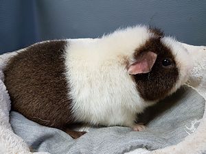 Nanuk Nanuk