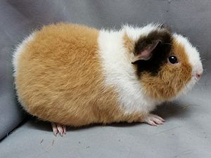 Ontaria Ontaria