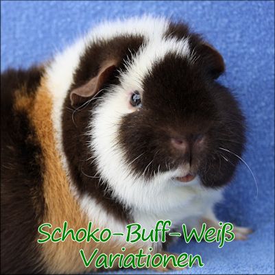 Schoko-Buff-Wei Variationen1