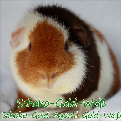 Schoko-Gold-Weiß Variationen