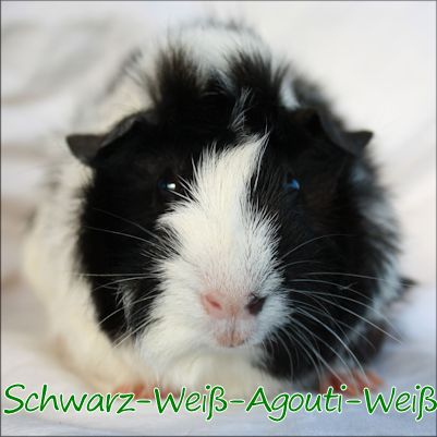 Schwarz-Wei-Agouti-Wei