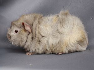 Bavarottie Bavarottie
